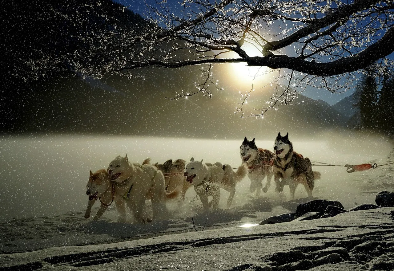 A Hokkaido kutya – a hűséges társ és ideális családi kedvenc